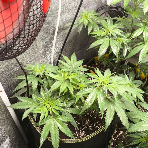 Tropicana Cookies FF growlog timeline photo