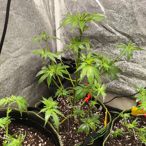 Purple Lemonade FF growlog timeline photo