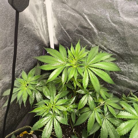 Purple Lemonade FF growlog timeline photo