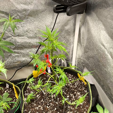 GG4 Sherbet FF growlog timeline photo