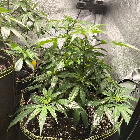 Gorilla Cookies FF growlog timeline photo
