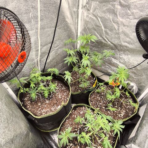 Tropicana Cookies FF growlog timeline photo