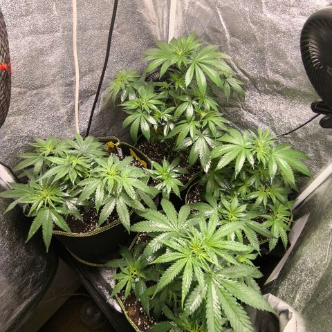 Tropicana Cookies FF growlog timeline photo