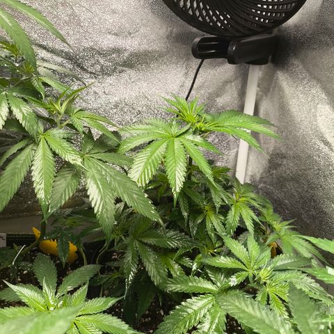 GG4 Sherbet FF growlog timeline photo