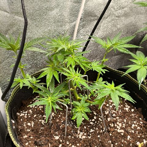 Tropicana Cookies FF growlog timeline photo