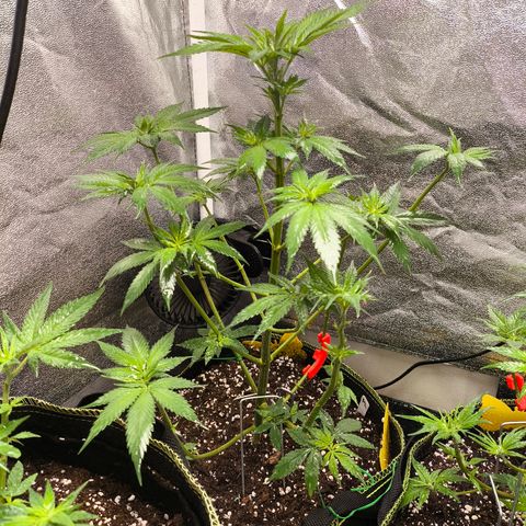 Purple Lemonade FF growlog timeline photo
