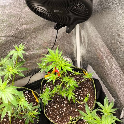 GG4 Sherbet FF growlog timeline photo