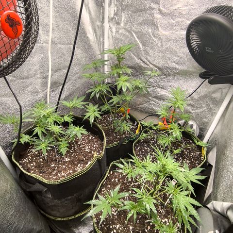 Tropicana Cookies FF growlog timeline photo