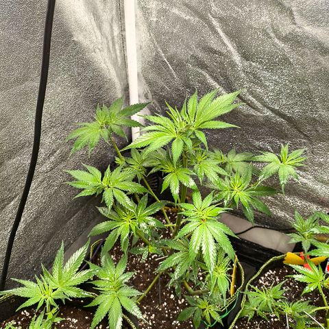 Purple Lemonade FF growlog timeline photo