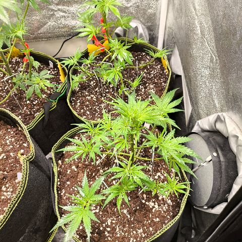 Gorilla Cookies FF growlog timeline photo