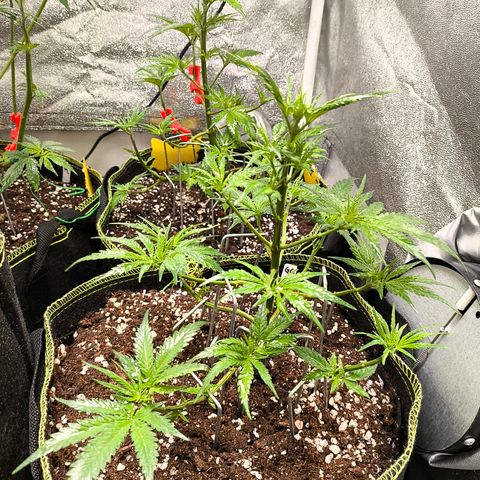 Gorilla Cookies FF growlog timeline photo