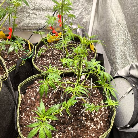 Gorilla Cookies FF growlog timeline photo