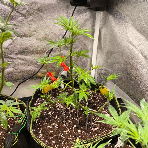 GG4 Sherbet FF growlog timeline photo
