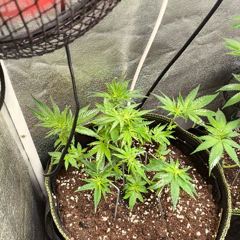 Tropicana Cookies FF growlog timeline photo