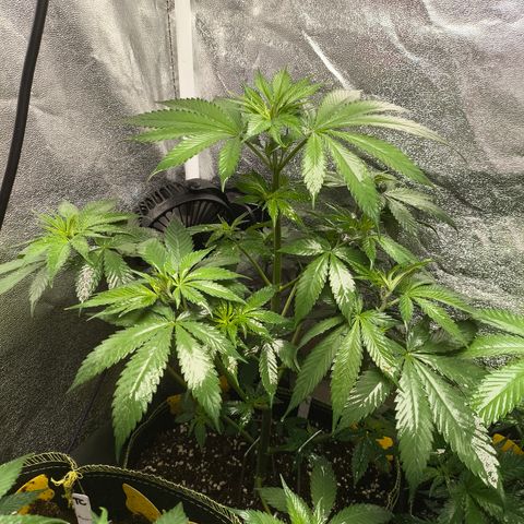 Purple Lemonade FF growlog timeline photo