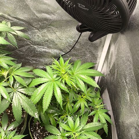 GG4 Sherbet FF growlog timeline photo