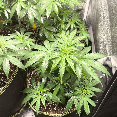 Gorilla Cookies FF growlog timeline photo