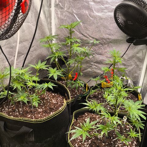 Tropicana Cookies FF growlog timeline photo
