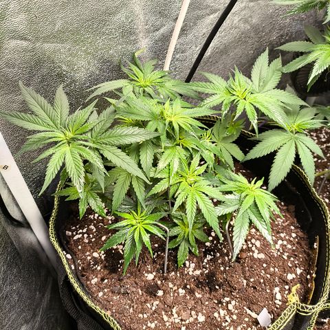Tropicana Cookies FF growlog timeline photo