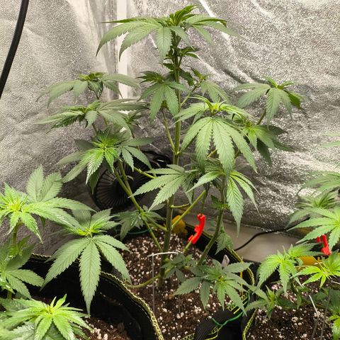 Purple Lemonade FF growlog timeline photo