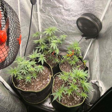 Tropicana Cookies FF growlog timeline photo