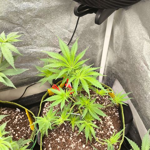 GG4 Sherbet FF growlog timeline photo