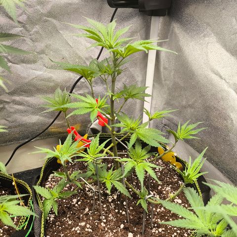 GG4 Sherbet FF growlog timeline photo