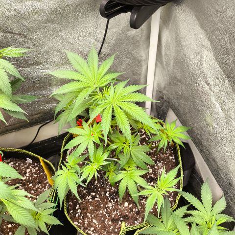 GG4 Sherbet FF growlog timeline photo