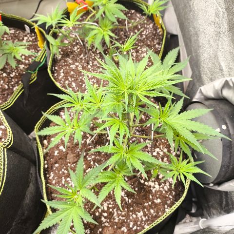 Gorilla Cookies FF growlog timeline photo