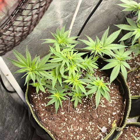 Tropicana Cookies FF growlog timeline photo