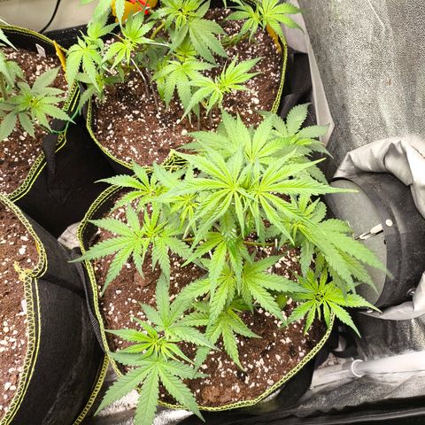 Gorilla Cookies FF growlog timeline photo