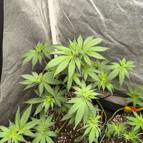 Purple Lemonade FF growlog timeline photo