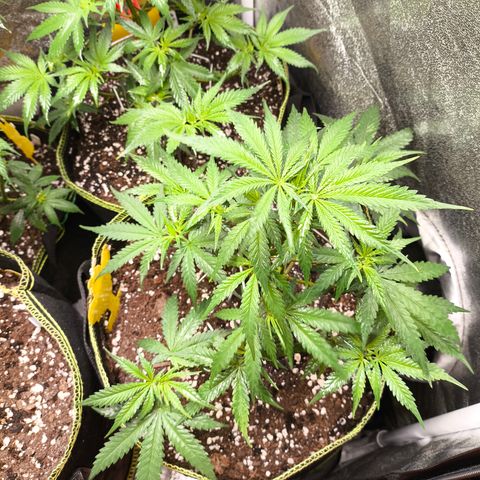 Gorilla Cookies FF growlog timeline photo
