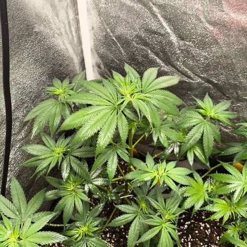 Purple Lemonade FF growlog timeline photo
