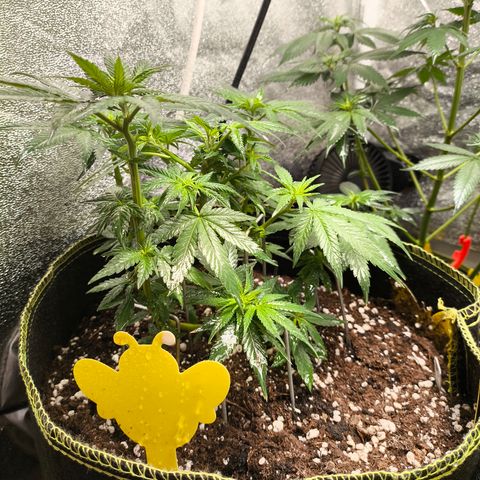 Tropicana Cookies FF growlog timeline photo