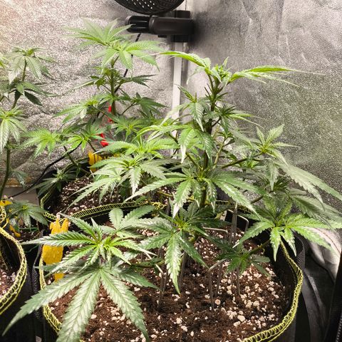 Gorilla Cookies FF growlog timeline photo