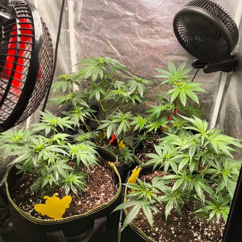 Tropicana Cookies FF growlog timeline photo