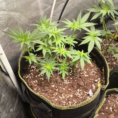 Tropicana Cookies FF growlog timeline photo