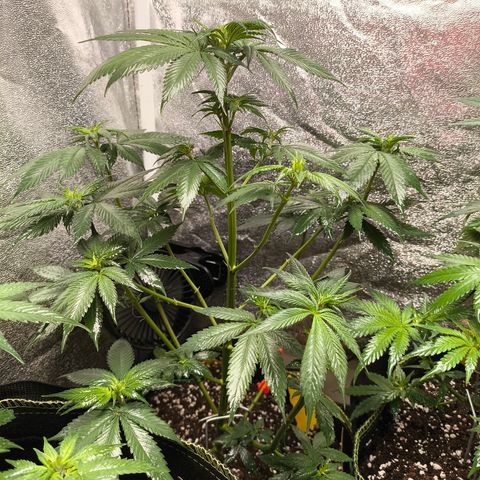 Purple Lemonade FF growlog timeline photo