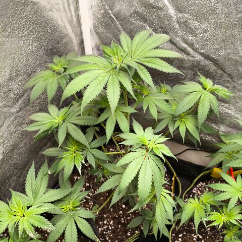 Purple Lemonade FF growlog timeline photo
