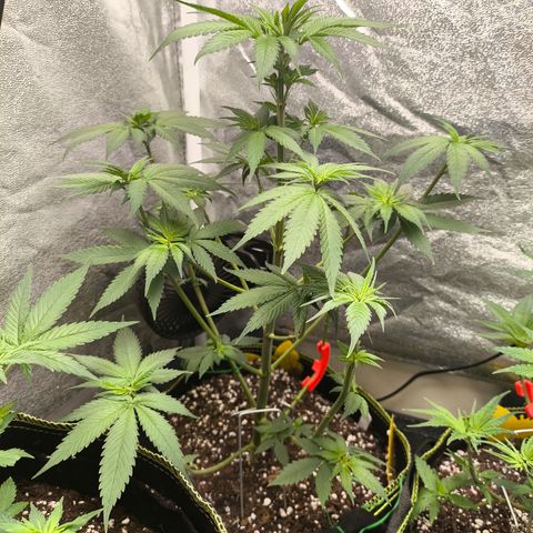 Purple Lemonade FF growlog timeline photo