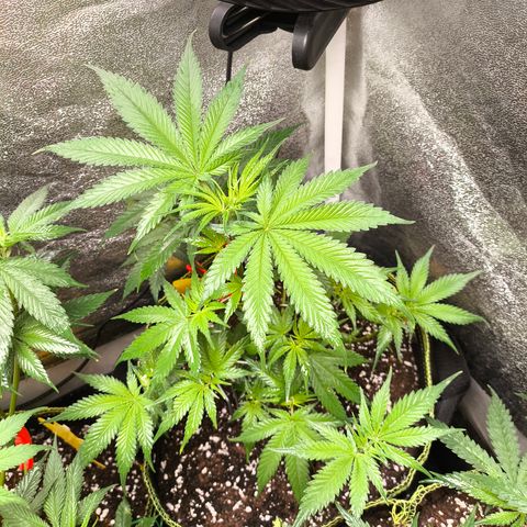 GG4 Sherbet FF growlog timeline photo
