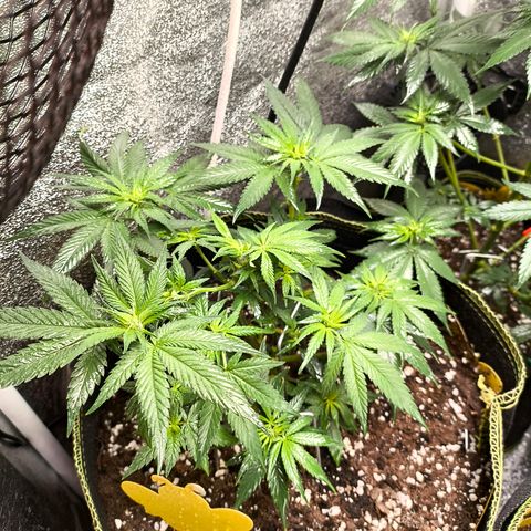 Tropicana Cookies FF growlog timeline photo