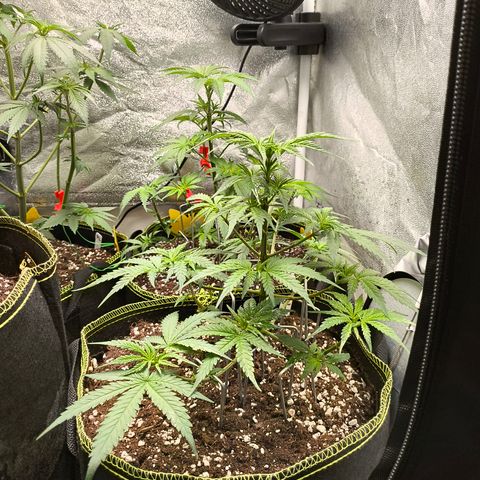 Gorilla Cookies FF growlog timeline photo
