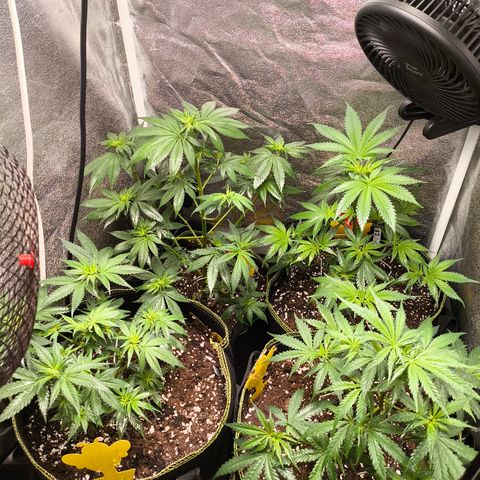 Tropicana Cookies FF growlog timeline photo