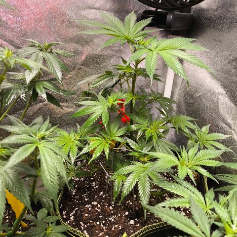 GG4 Sherbet FF growlog timeline photo