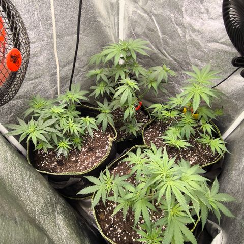 Tropicana Cookies FF growlog timeline photo