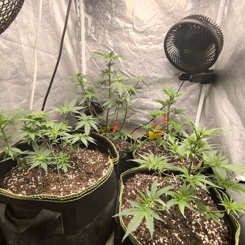 Tropicana Cookies FF growlog timeline photo