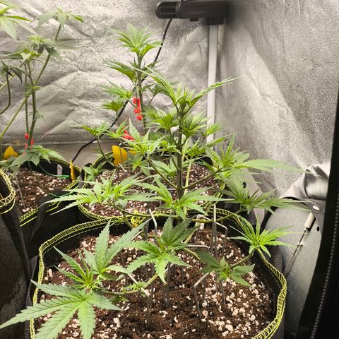 Gorilla Cookies FF growlog timeline photo