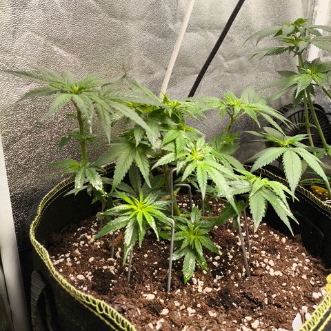 Tropicana Cookies FF growlog timeline photo